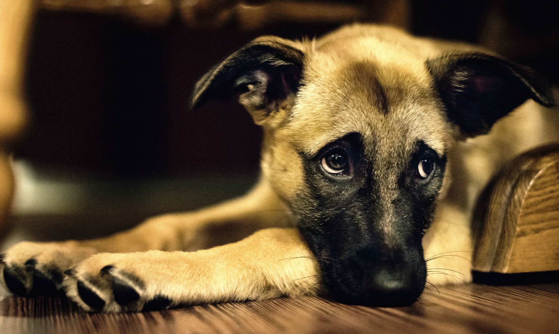 Um perro aperreado passa um perrengue - Nomes Científicos