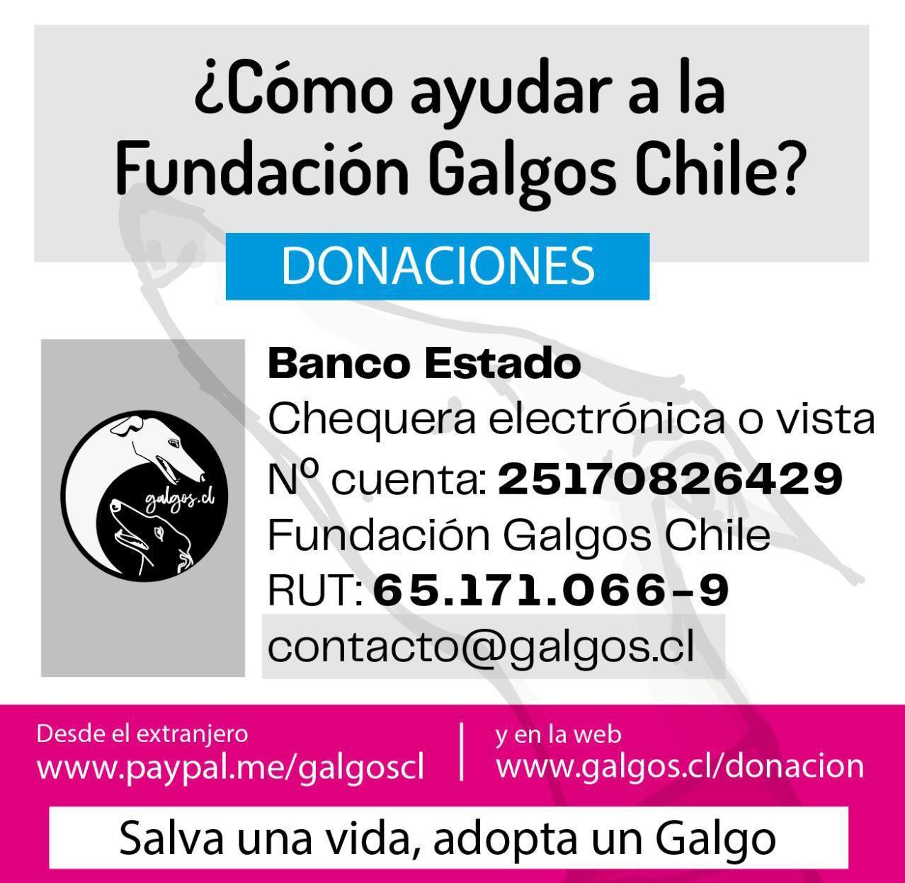 Galgos Chile