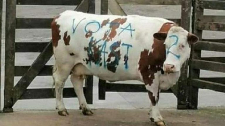 Kast Vaca