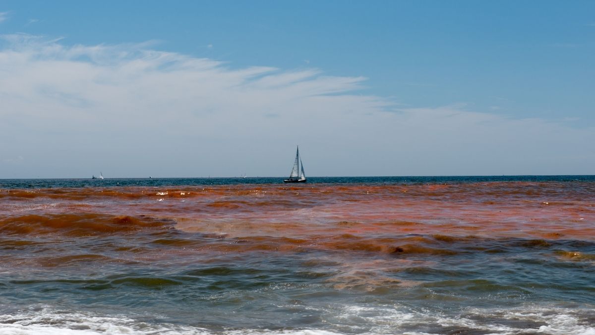 Marea Roja