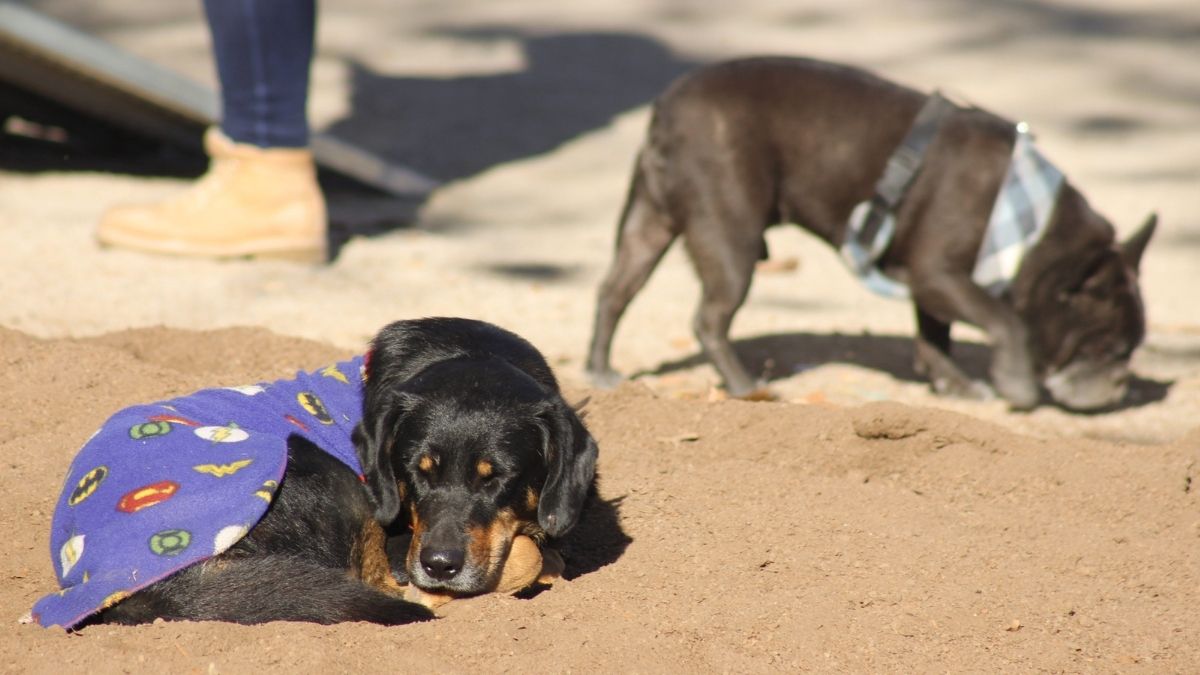 perros callejeros