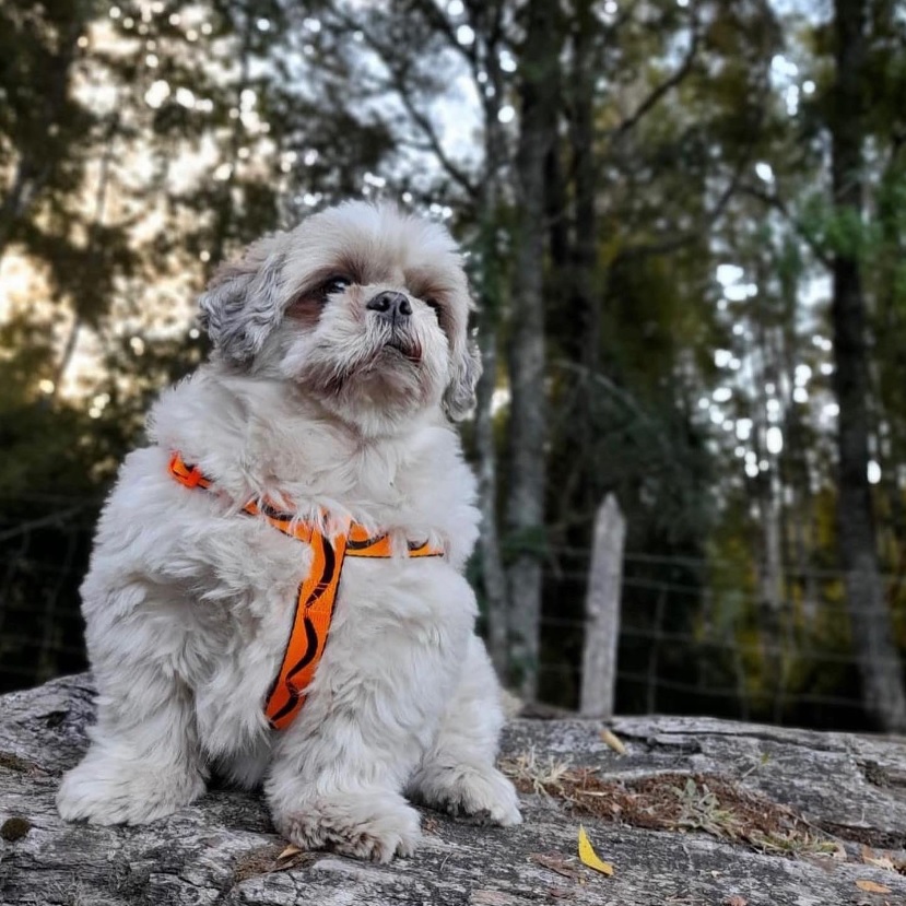 Perrito De Nicolás Massú