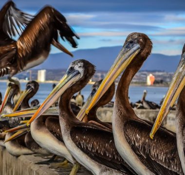 Gripe Aviar En Chile