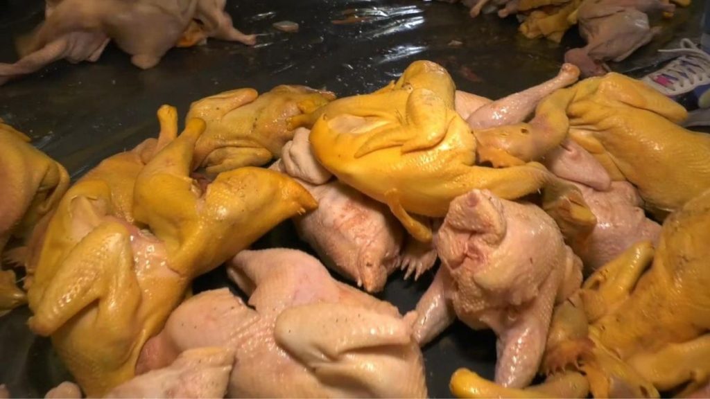 Pintaban Pollos Con Decolarante Amarillo Para Disimular Su Mal Estado