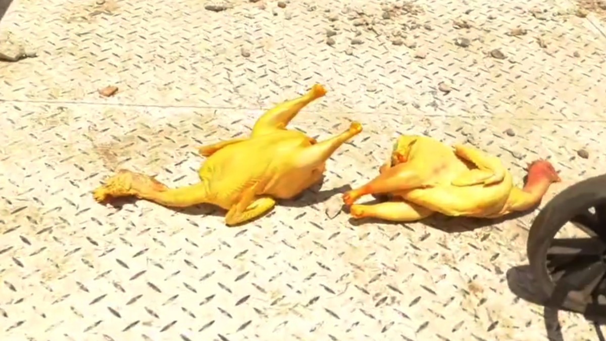 Vendedores Ambulantes Pintaban Pollos Con Colorante Amarillo