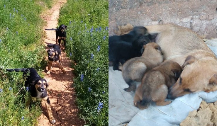 Cachorros Quillón