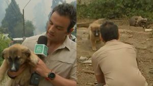 Gonzalo Ramírez Sacó Aplausos Tras Rescatar A Un Perrito De Los Incendios Forestales De Tomé