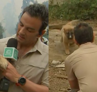 Gonzalo Ramírez Sacó Aplausos Tras Rescatar A Un Perrito De Los Incendios Forestales De Tomé