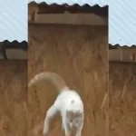 Gato Muere (1)