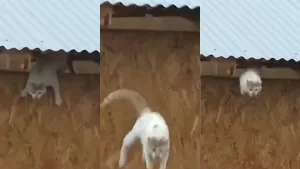 Gato Muere (1)