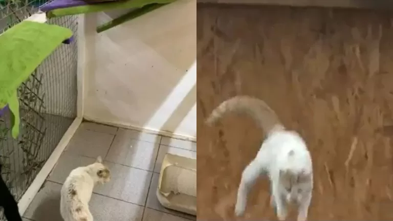 Gato Que Se Salvó