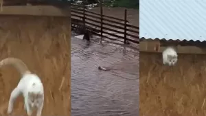 Gato Se Salva