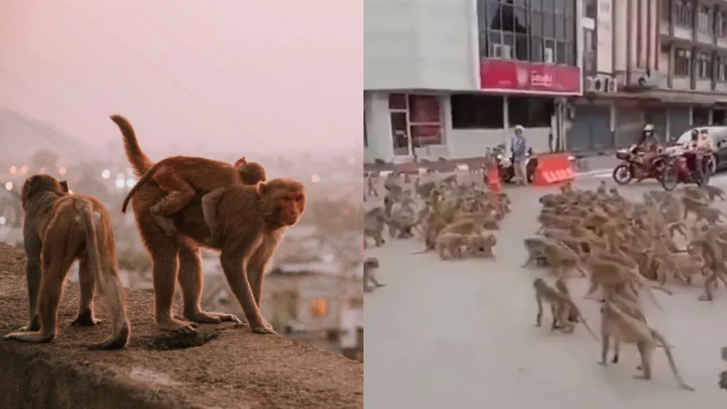 Monos En Las Calles De Tailandia