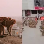 Monos En Las Calles De Tailandia