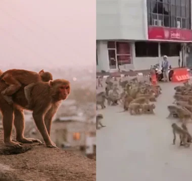 Monos En Las Calles De Tailandia