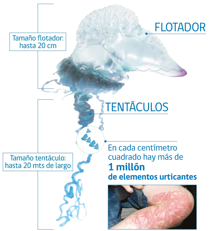 Gobierno De Chile