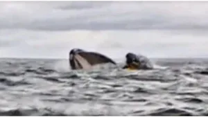 Joven tragado por ballena