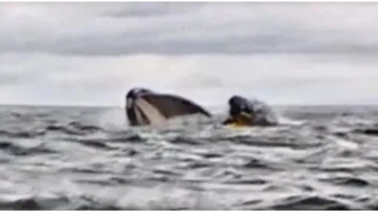 Joven tragado por ballena