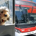 Mascota de apoyo
