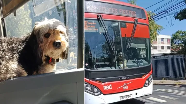 Mascota de apoyo