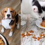 Alimento para mascotas