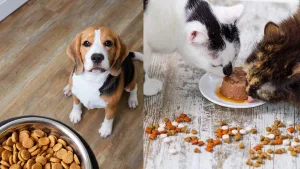 Alimento para mascotas