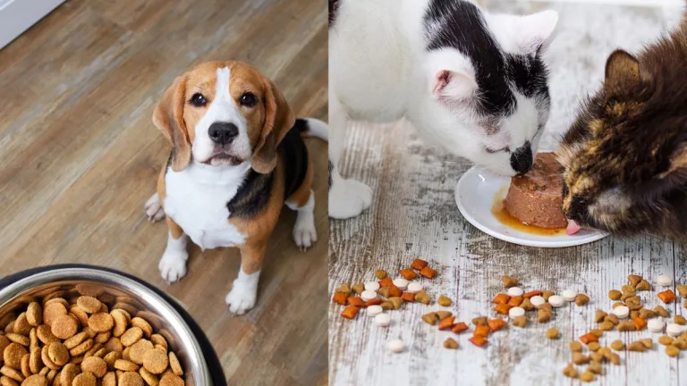 Alimento para mascotas
