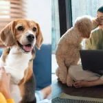 Perro