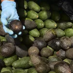 Paltas peruanas contaminadas