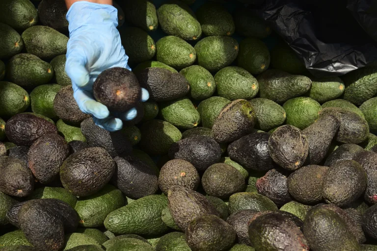 Paltas peruanas contaminadas