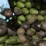 Paltas peruanas contaminadas
