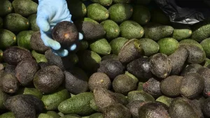 Paltas peruanas contaminadas