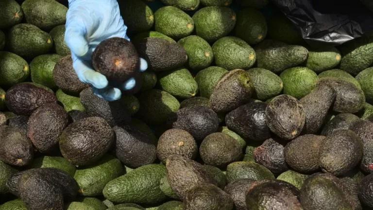 Paltas peruanas contaminadas