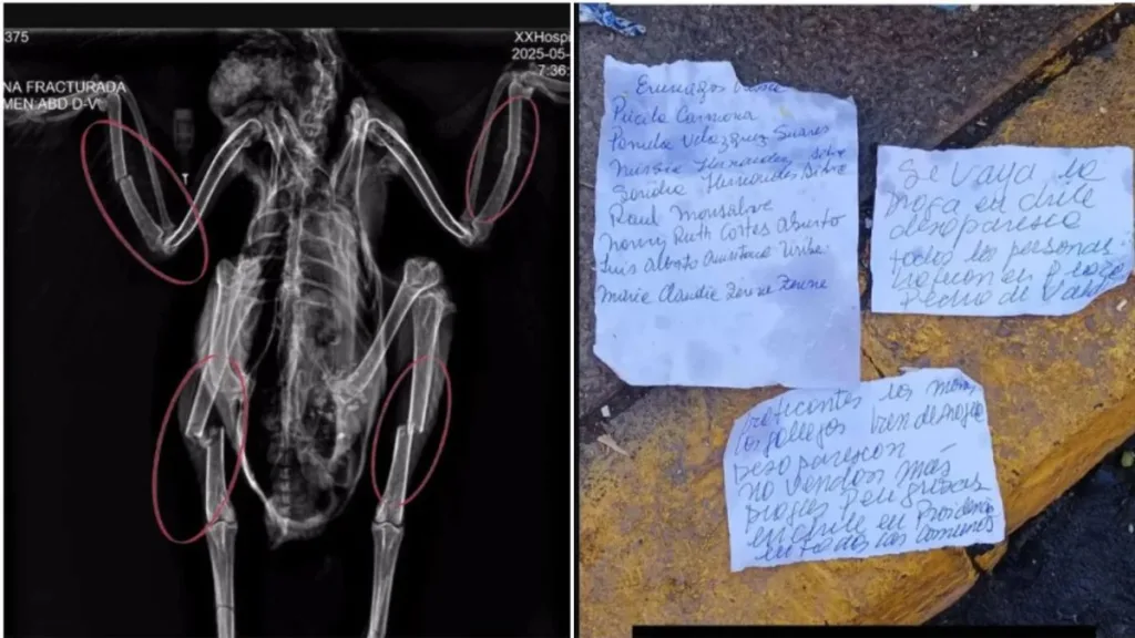 Radiografía de las gallinas con fracturas y torturadas en Santiago.