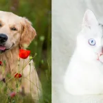 mascotas