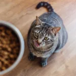 Gato alimento