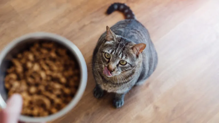 Gato alimento