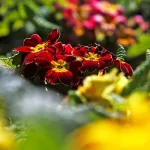Primavera Chile