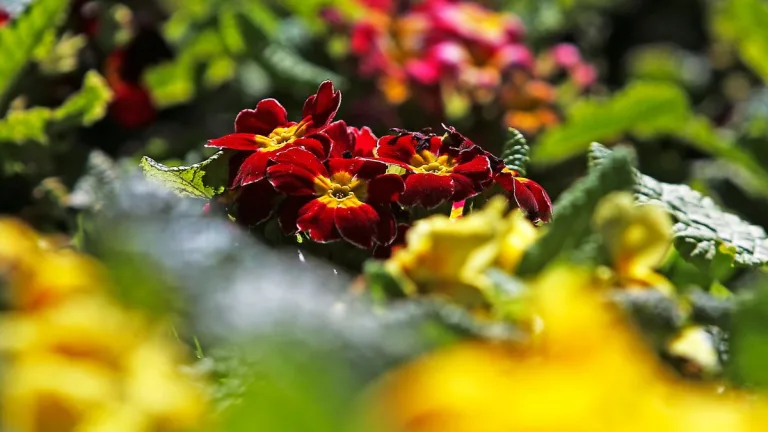 Primavera Chile