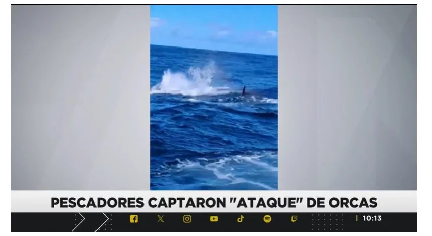 Ataque de orcas en la región de Los Lagos