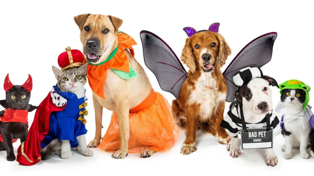 El cuidado de tus mascotas con las comidas y vestuario es fundamental para garantizar su bienestar. Créditos: Getty Images.