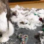 Pelo mascota