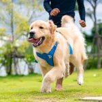 Correr con tu perro