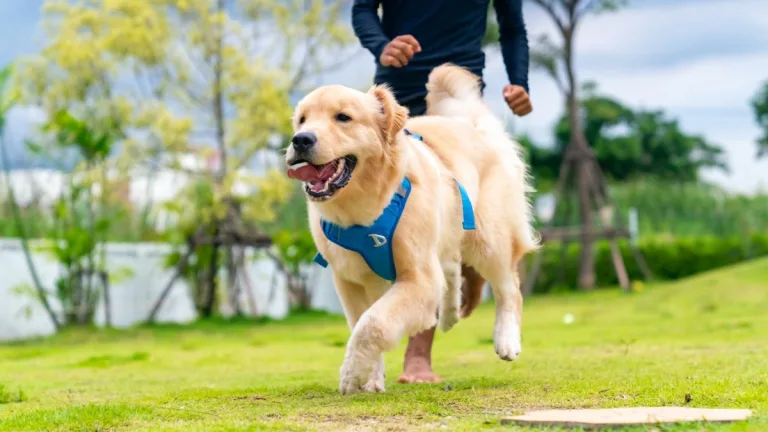 Correr con tu perro