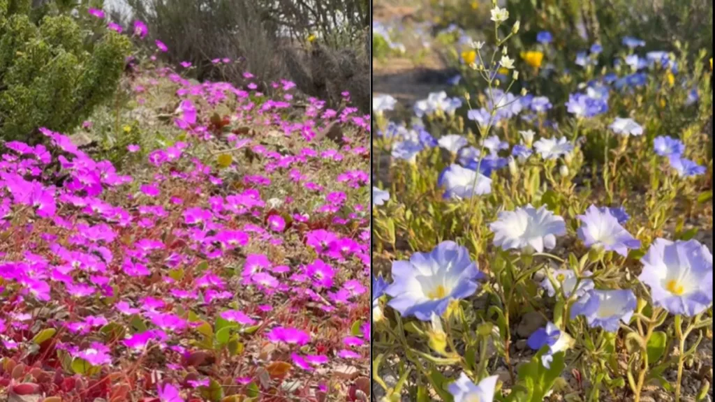 Desierto de Atacama florido