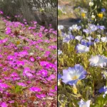 Desierto de Atacama florido