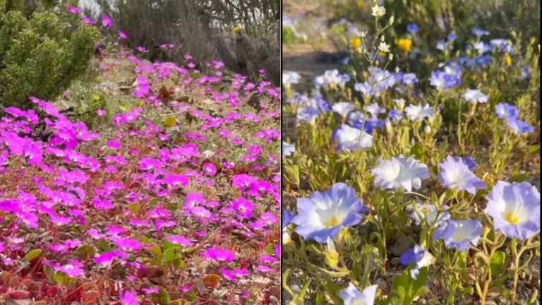 Desierto de Atacama florido