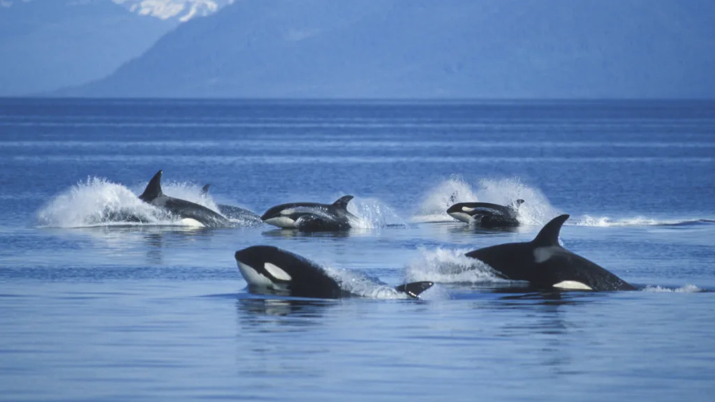 Ataque de orcas