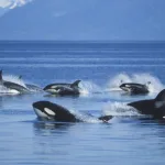 Ataque de orcas