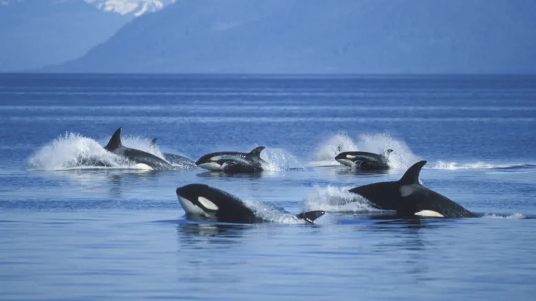 Ataque de orcas